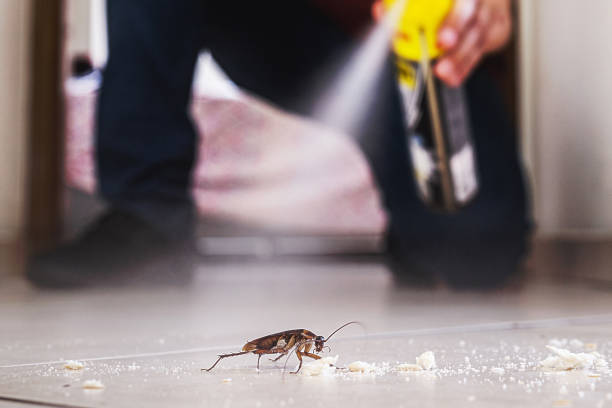 Spider Control Near Me in Gardnerville, NV
